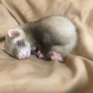 眠るフェレット