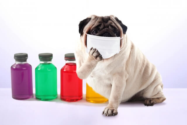 ペットの薬を個人輸入で購入する方法や気をつけることとは？